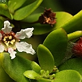 Pemphis acidula